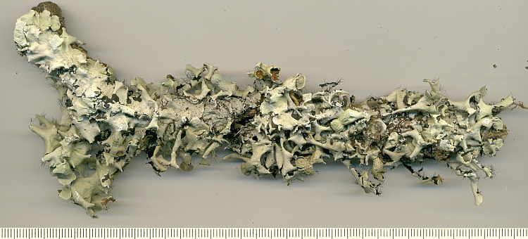 Parmotrema amaniense from Brazil, Paraná, Guaraqueçaba leg. R. Reis 379b (UPCB)